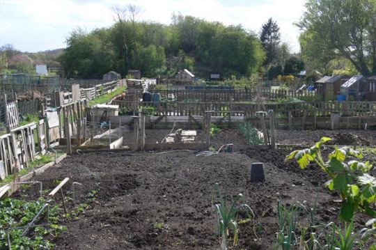 Stutton Road allotment