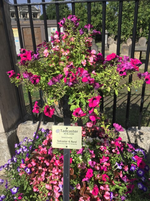 pink flowers on a fence sponsored by someone