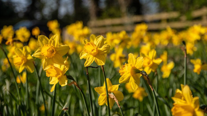 daffodils