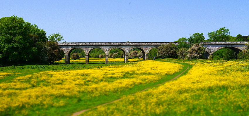 viaduct with bright yellow flowers in the foreground