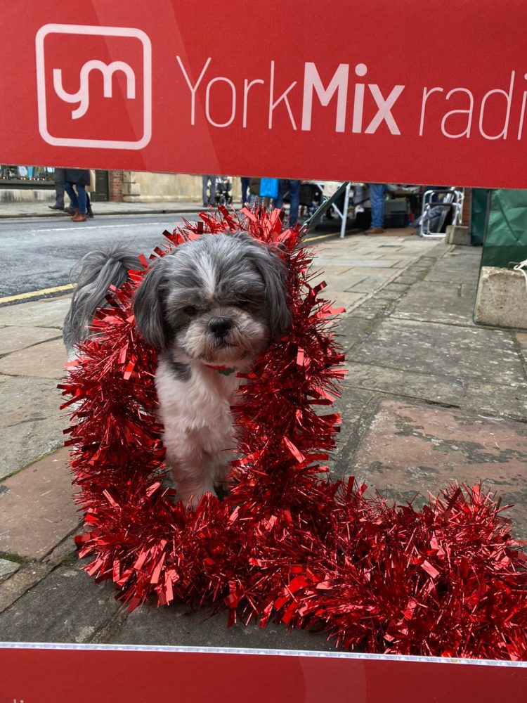 -dog_in_a_christmas_jumper