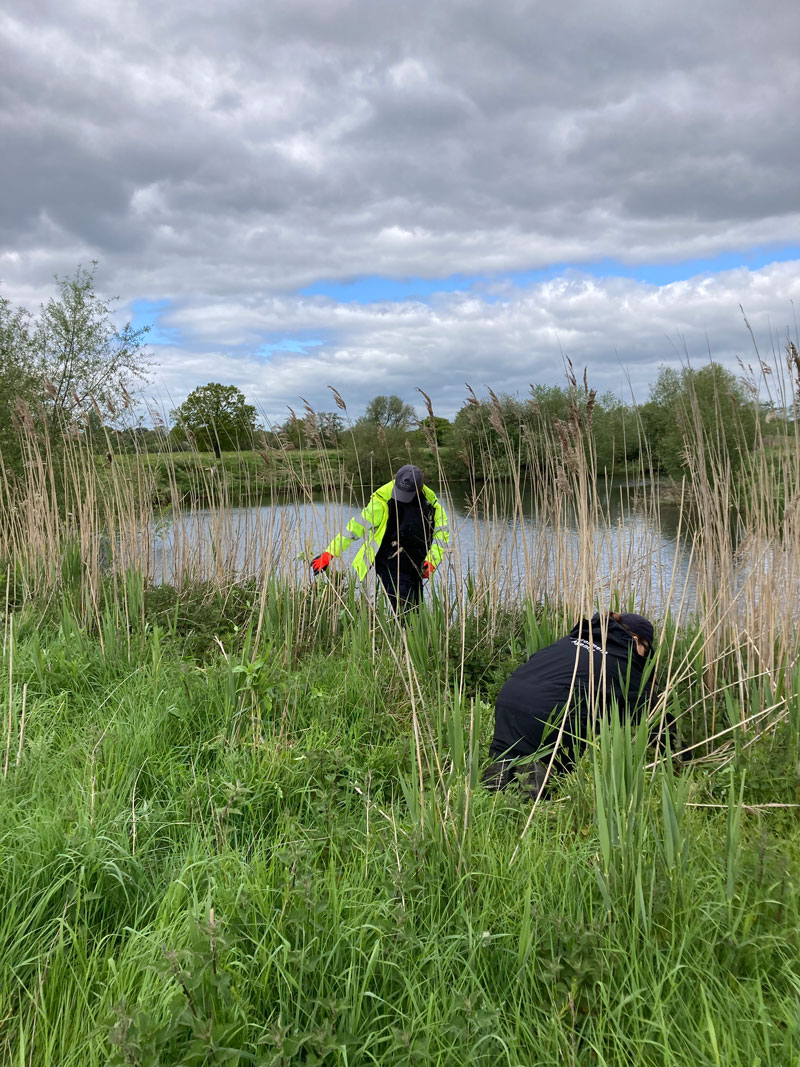 Himalayan Balsam Removal 01