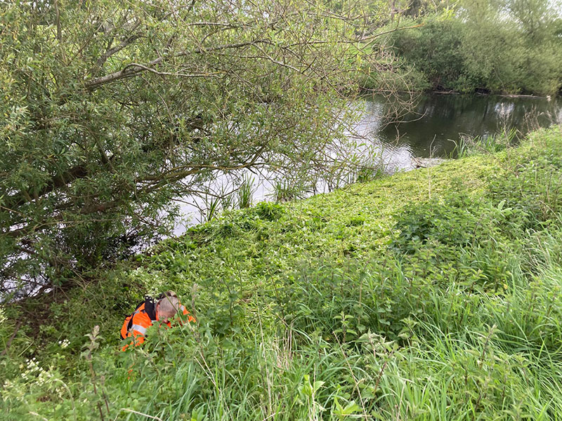 Himalayan Balsam Removal 02